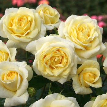 Rosa - hybride - Limona® - korpafru